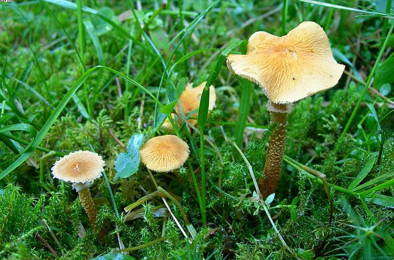 La foresta subalpina di Les breuleux  (CH)